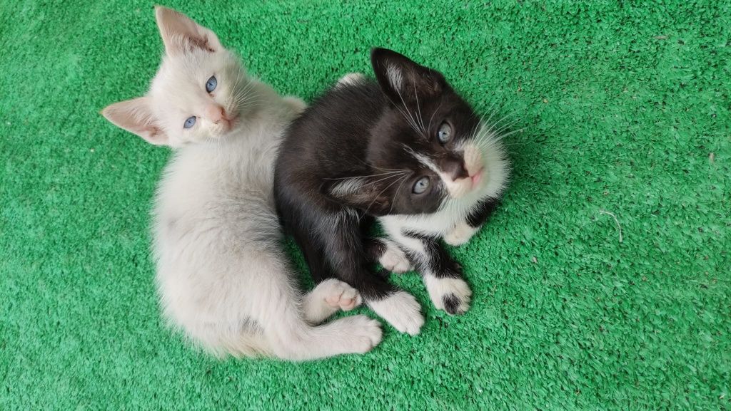 Gatinhos para dar