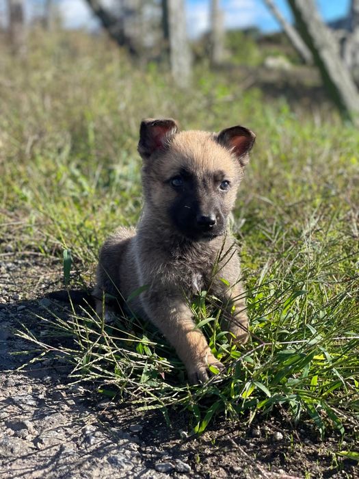 Pastor Belga Malinois