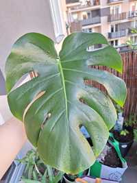 Monstera deliciosa, duża sadzonki