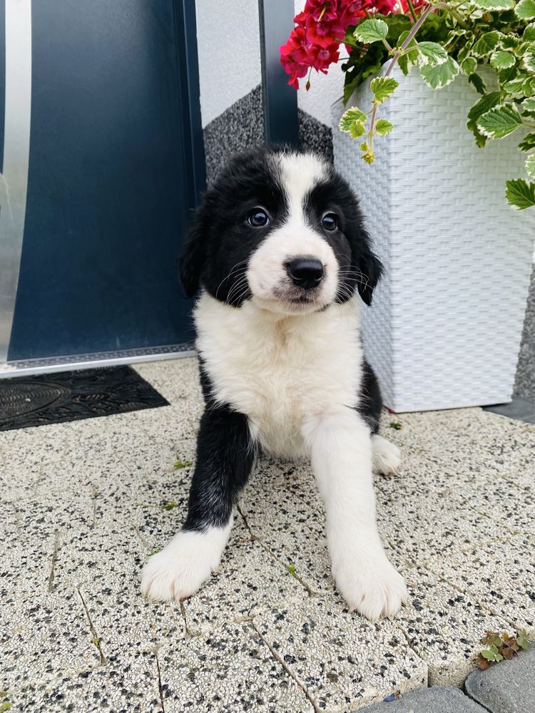 Border collie szczeniak