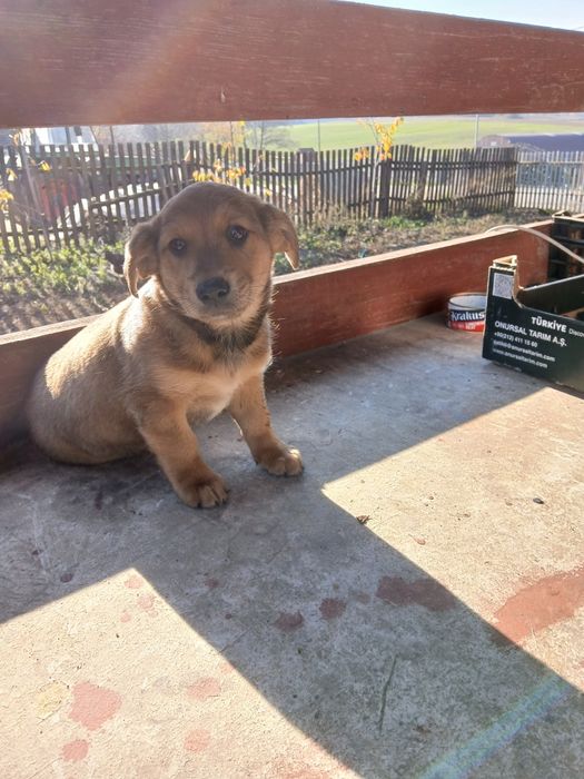 9-tygodniowego pieska oddam