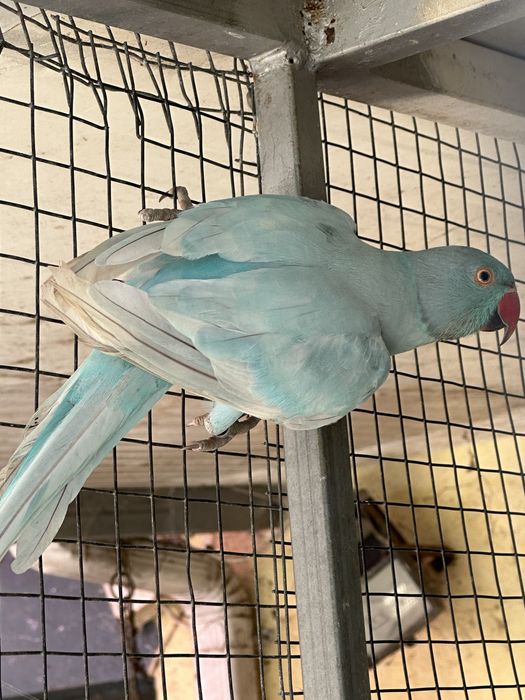 Ringnecks para troca