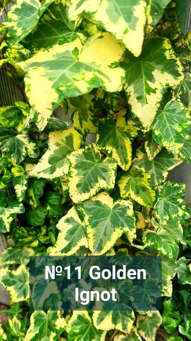 Плющ разный красочный