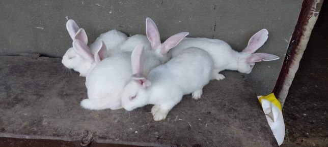 Продам кроликів породи термонець