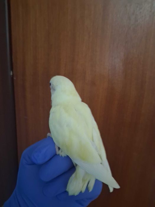 Rosicolis criados a mão