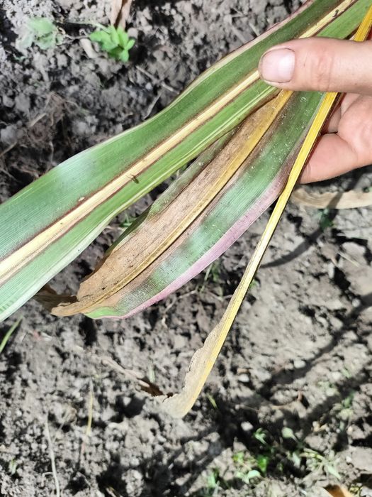 Декоративна кукурудза різних сортів