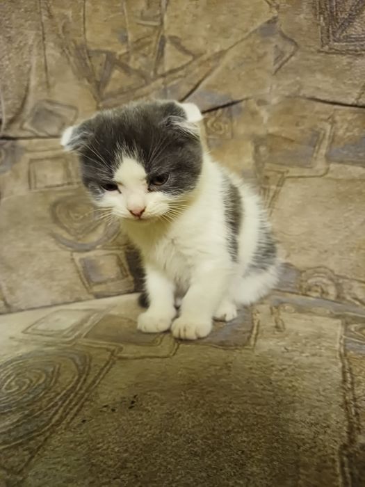 Віддам кошенят дівчинка і 3 хлопчика у добрі руки