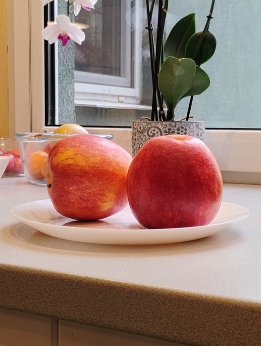 Jabłka 10 kilogramów smacznych jabłek z własnego sadu