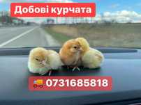 Курча Курчата Циплята Кури Курочки Півники Півні Петушки Петухи Браун