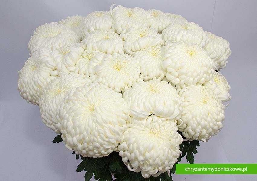 Chryzantemy wielkokwiatowe – komodo białe/żółte – donica fi 25cm