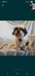 Shih-tzu szczeniaczek