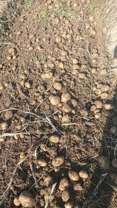 Ziemniaki ekologiczne z certyfikatem