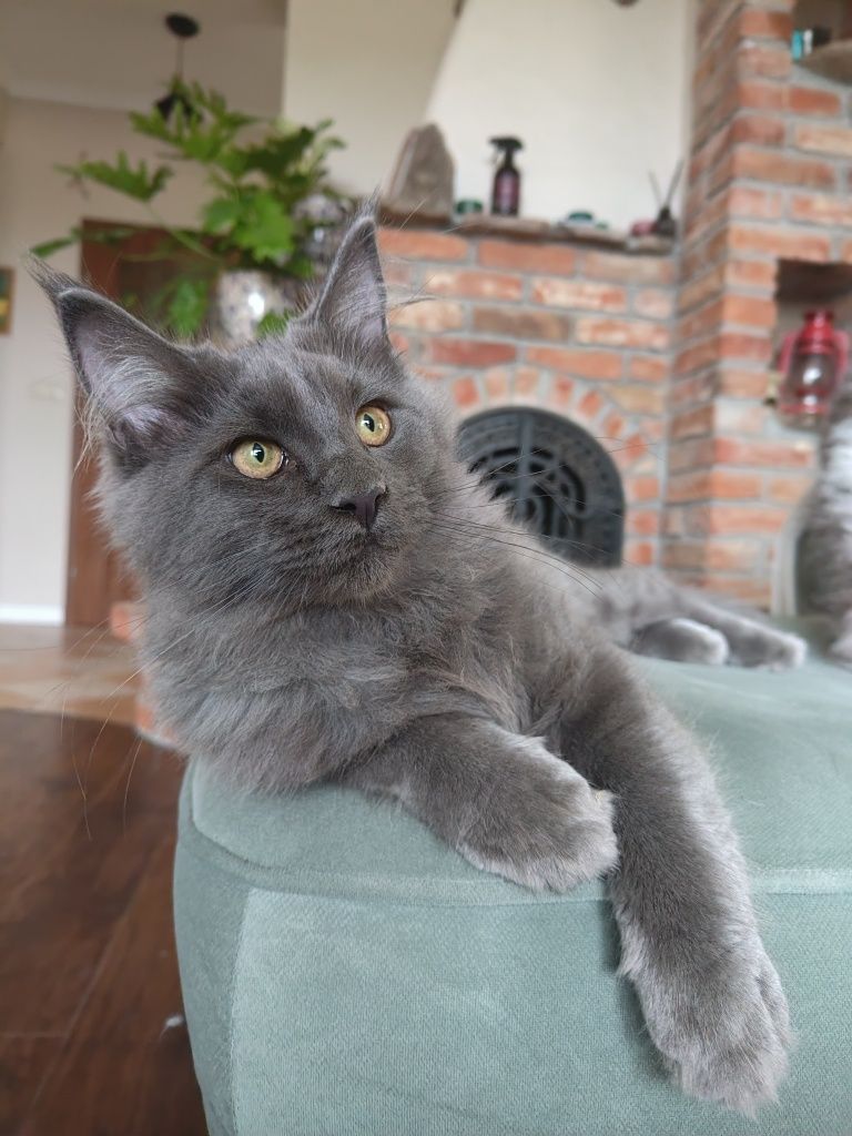 Maine coon Śliczna kotka