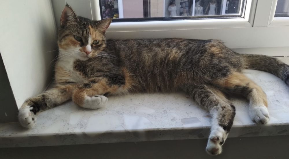 Zaginęła Kotka! Świecie Klasztorna