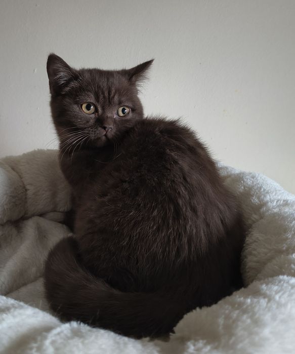 Piękny kotek  brytyjski czekoladowy- rodowód FPL