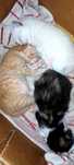 Gatinhos para adoção