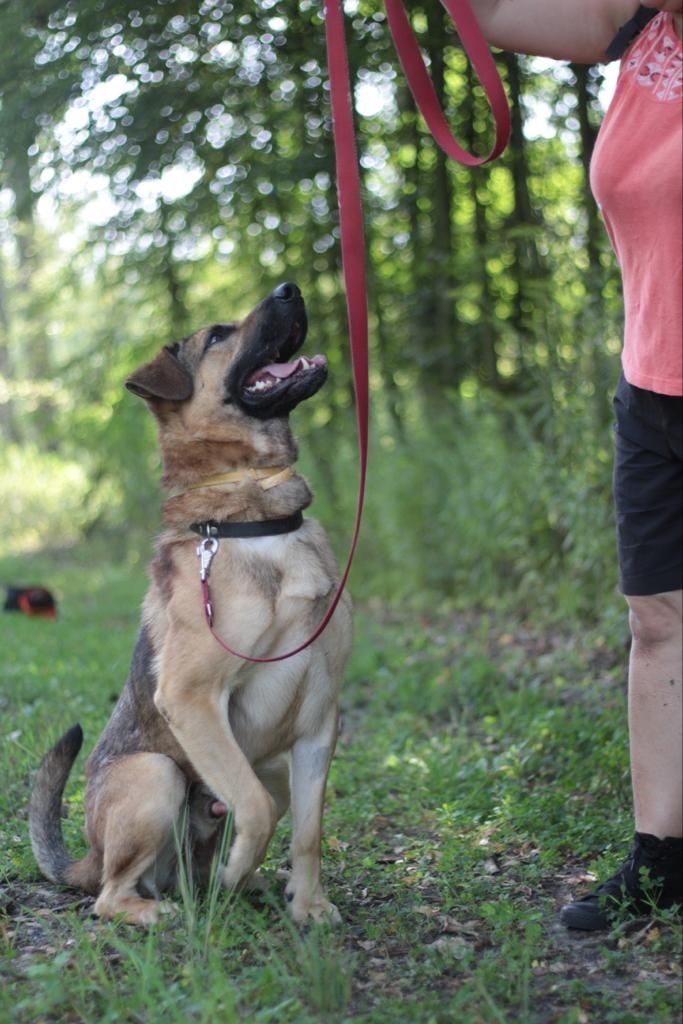 Duży, silny, młody pies do adopcji