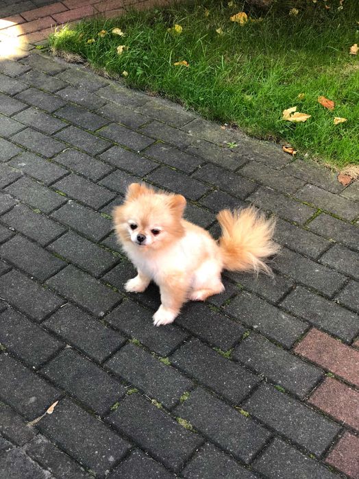 Szpic miniaturowy  pomeranian dorosla sunia