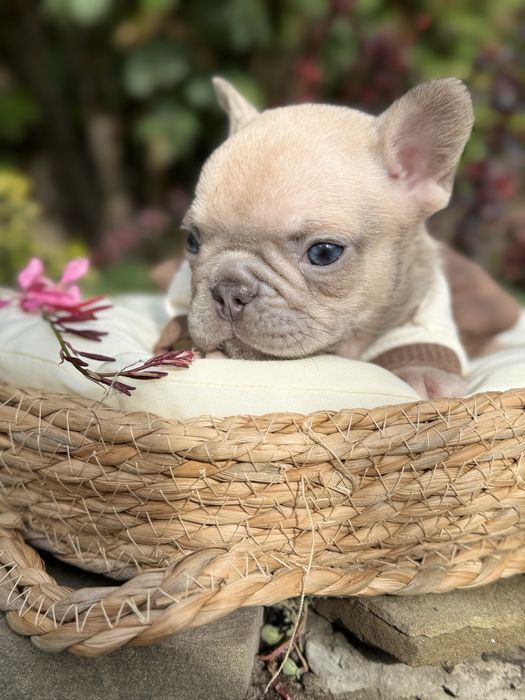 Девочка в окрасе голубо палевая мини