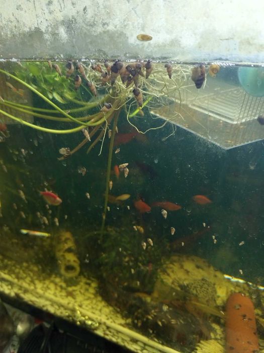 Rybki ślimak sprzedam