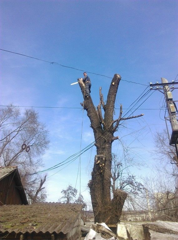 Спил аварийных деревьев