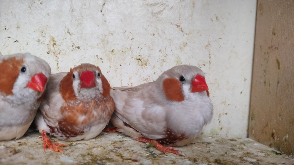 Zeberki rudopierśne,rude 2025