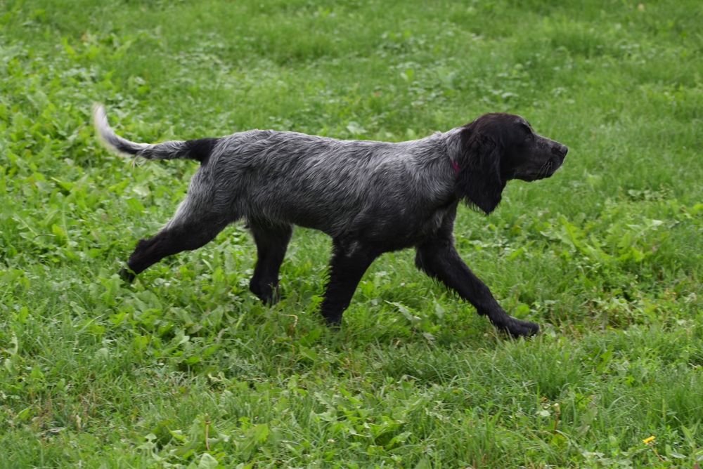Niebieski spaniel pikardyjski FCl (wyżeł,płochacz)