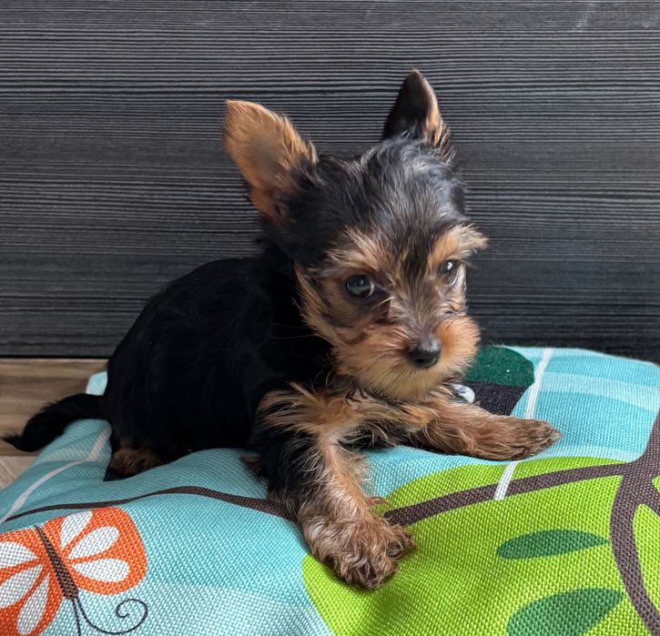 York - kochany rozrabiaka