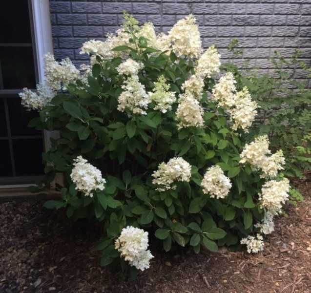 HORTENSJA BUKIETOWA Baby Lace - sadzonki w doniczkach