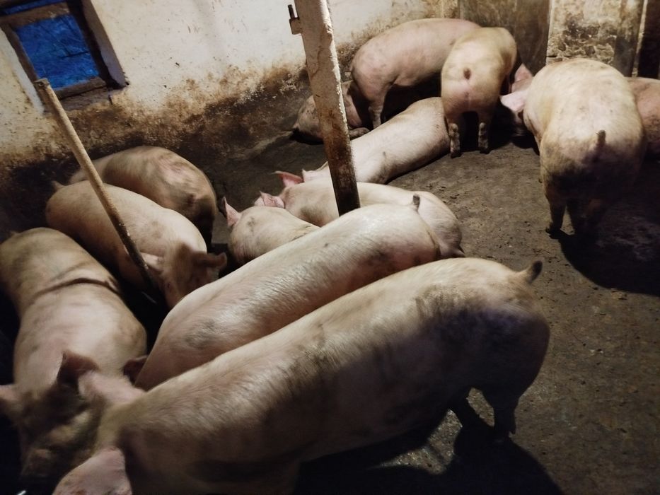 Свині живою вагою