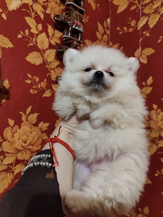 Померанський шпіц, мішка, дівчинка