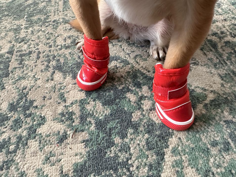 Buty dla Chihuahua