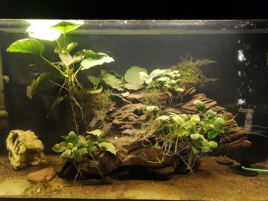 Korzeń akwariowy ozdoba anubiasy