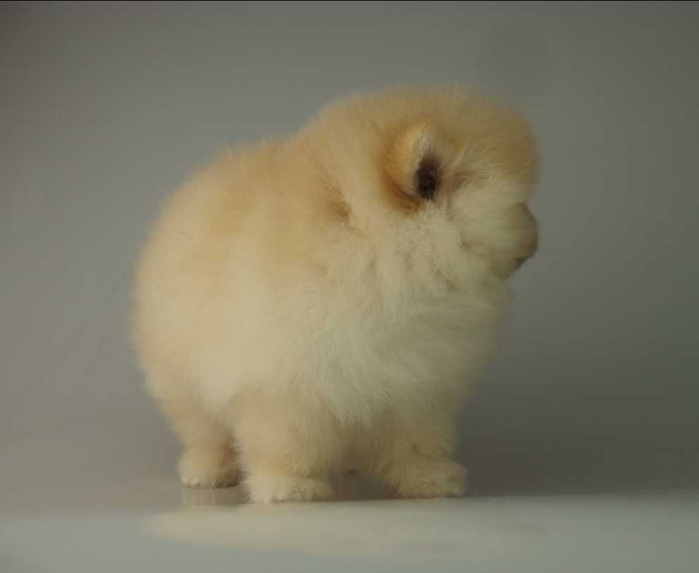 Pomeranian MIŚ szpic miniaturowy