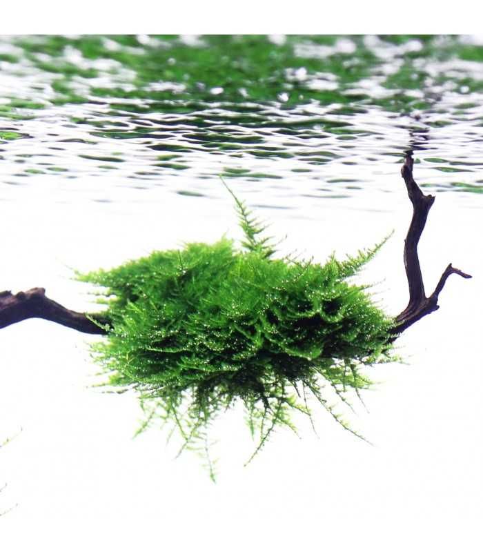 Musgo Christmas Moss – Planta aquática