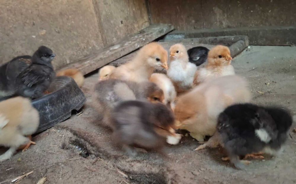 Sprzedam kurczaki kochin olbrzymi