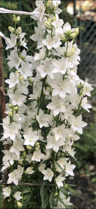 Пролам кущик хости та білі дзвіночки