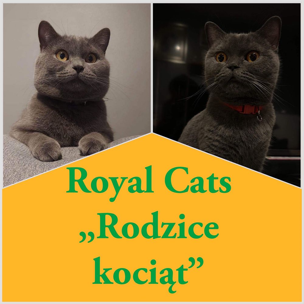 Koteczka brytyjska gotowa do odebrania