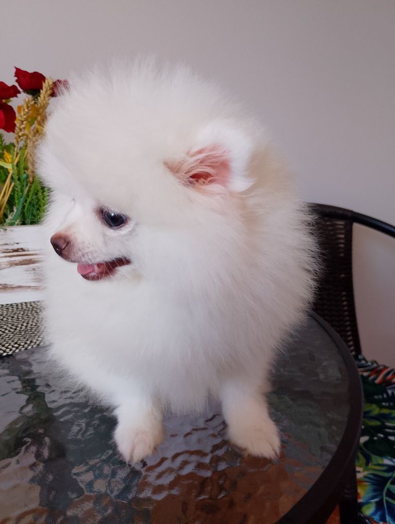 Szpic Miniaturowy Pomeranian Suczka