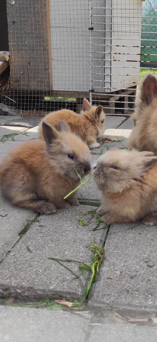 Królik miniaturka Karzełek Teddy.