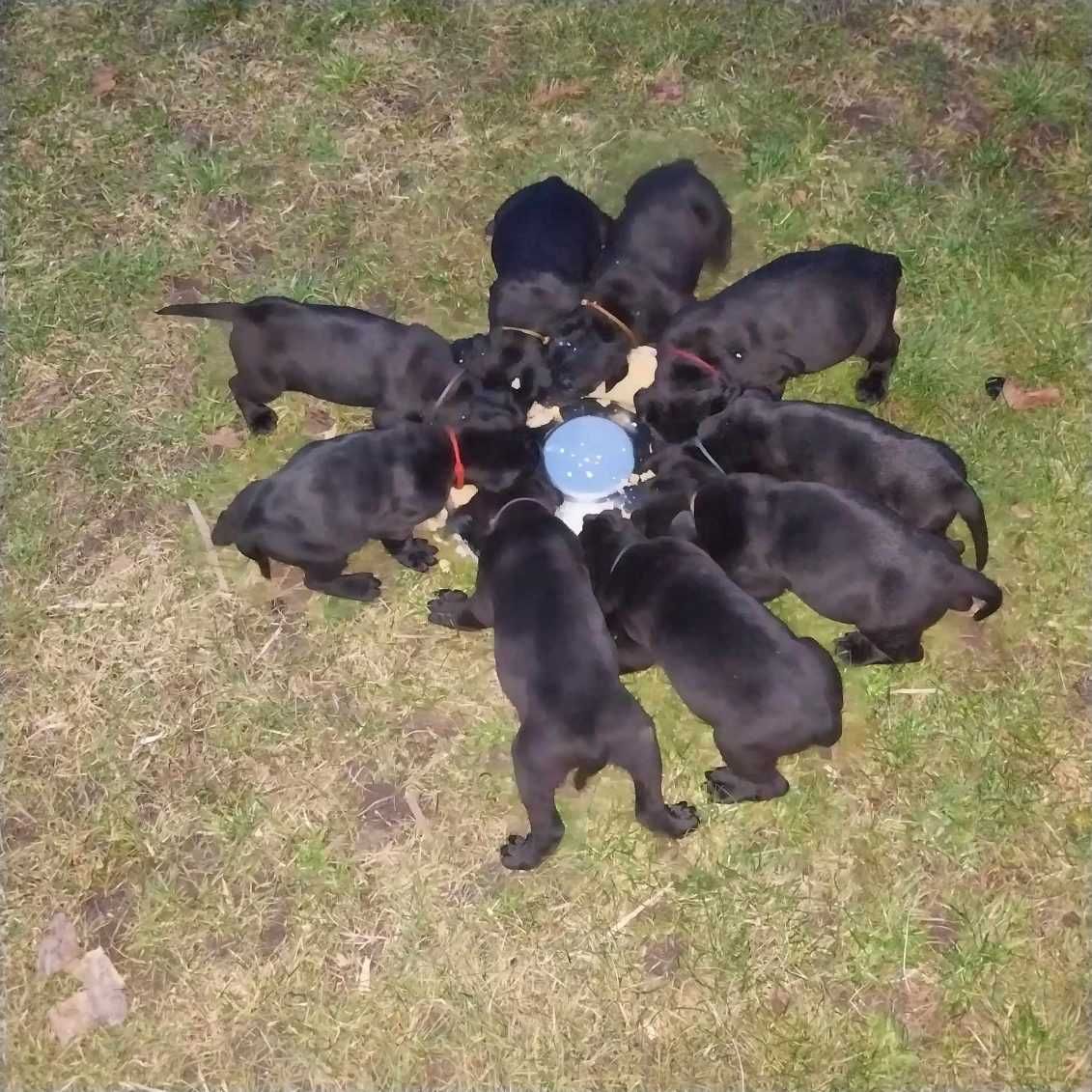 Cane corso suczka