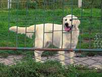 Golden Retriever 8 miesięczne suczki