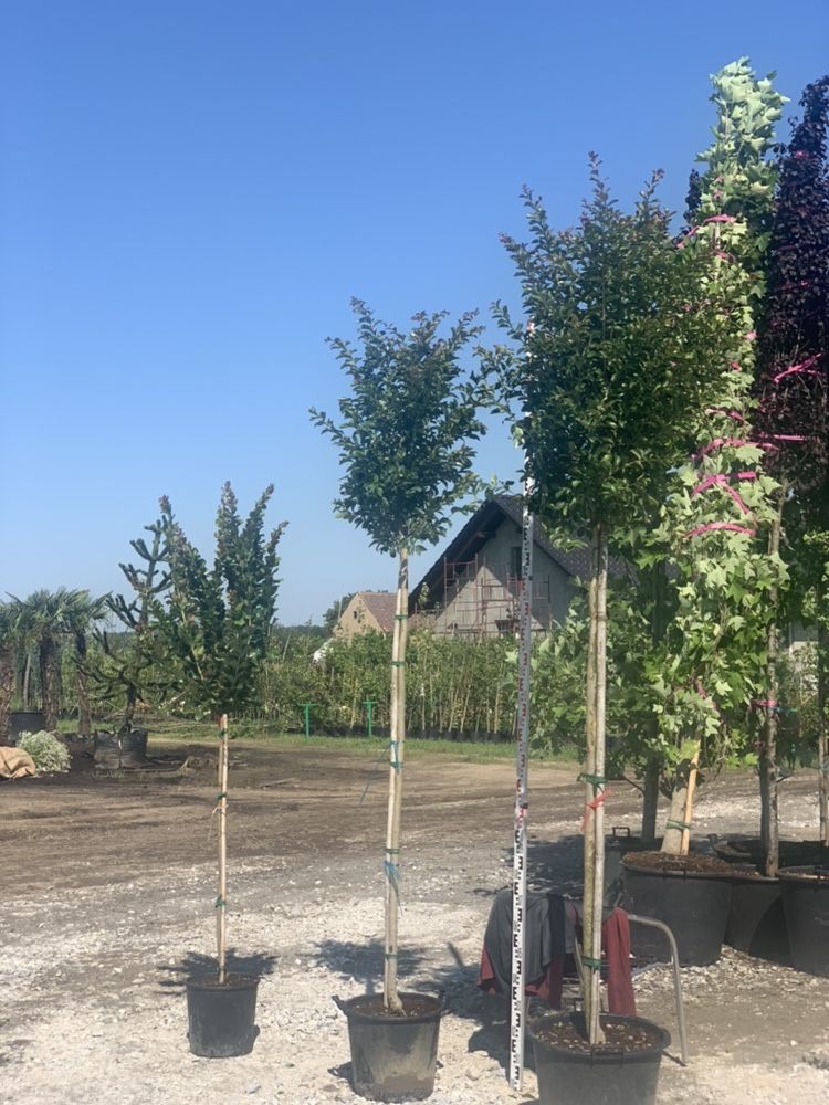 Lagerstroemia indica na pniu NOWOŚC