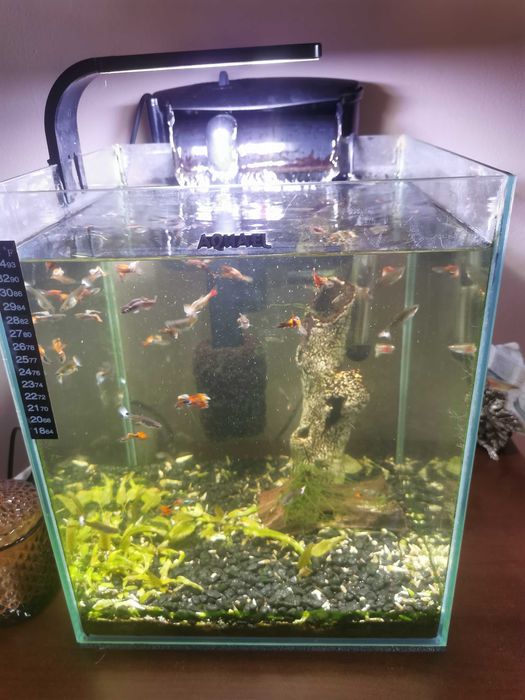 Akwarium AQUAEL 30L zestaw