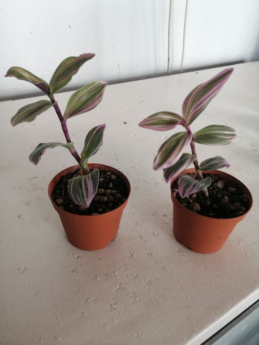 Tradescantia Nanouk ou planta da Felicidade, desde 2€.