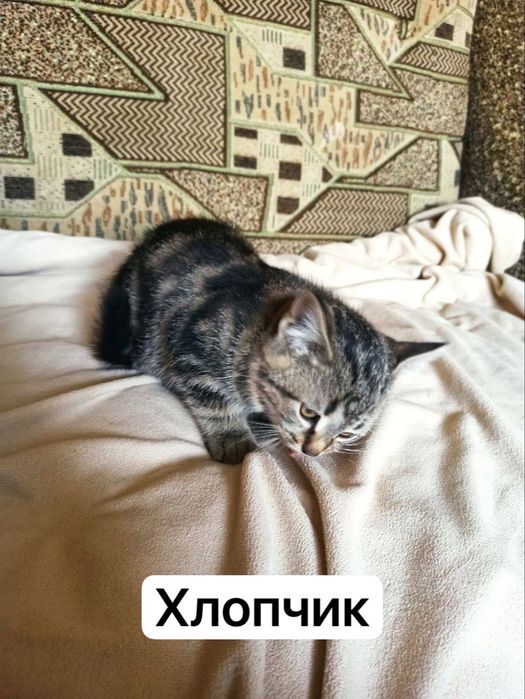 Віддам безкоштовно милих котенят