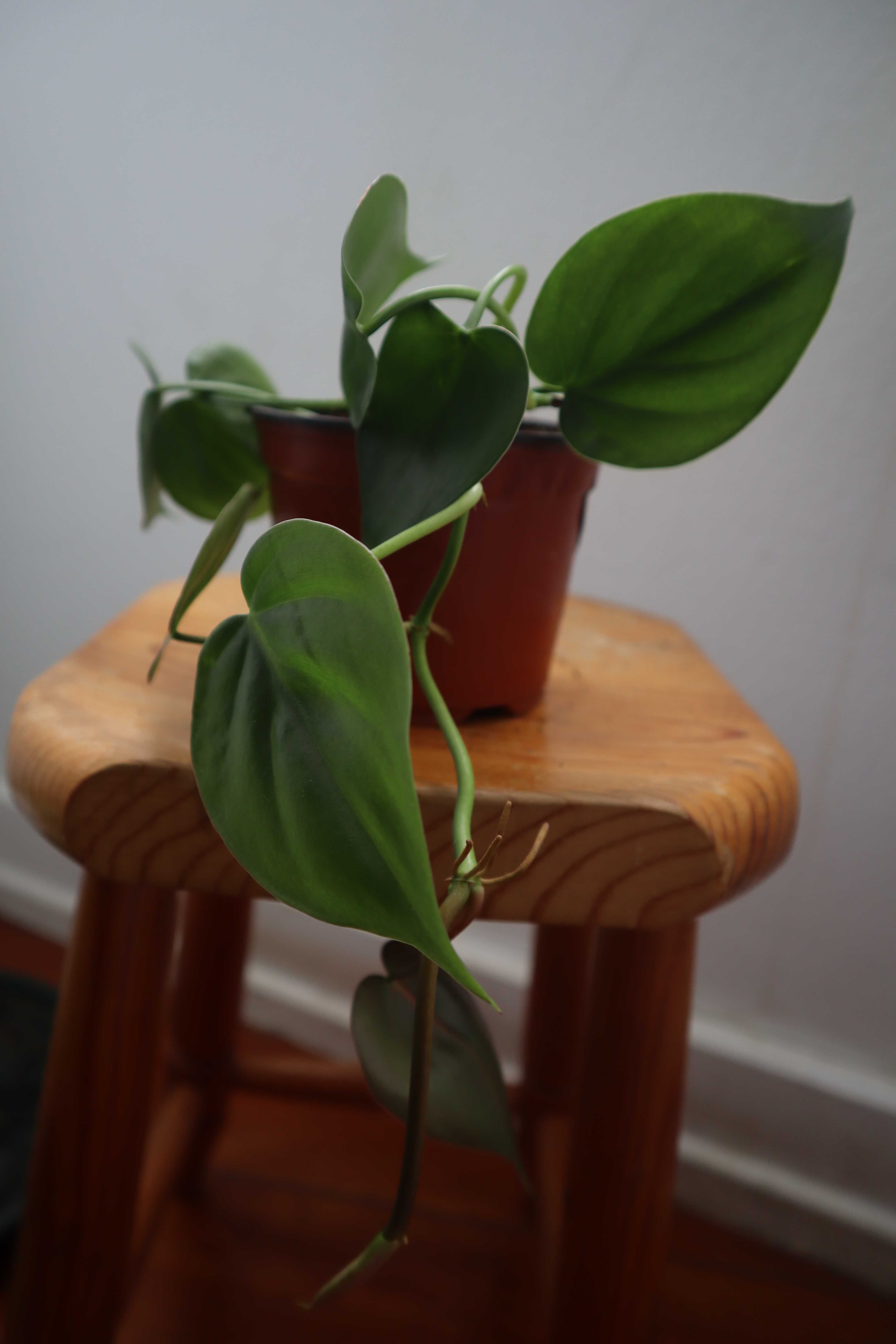 Pothos (Epipremnum aureum), planta jibóia