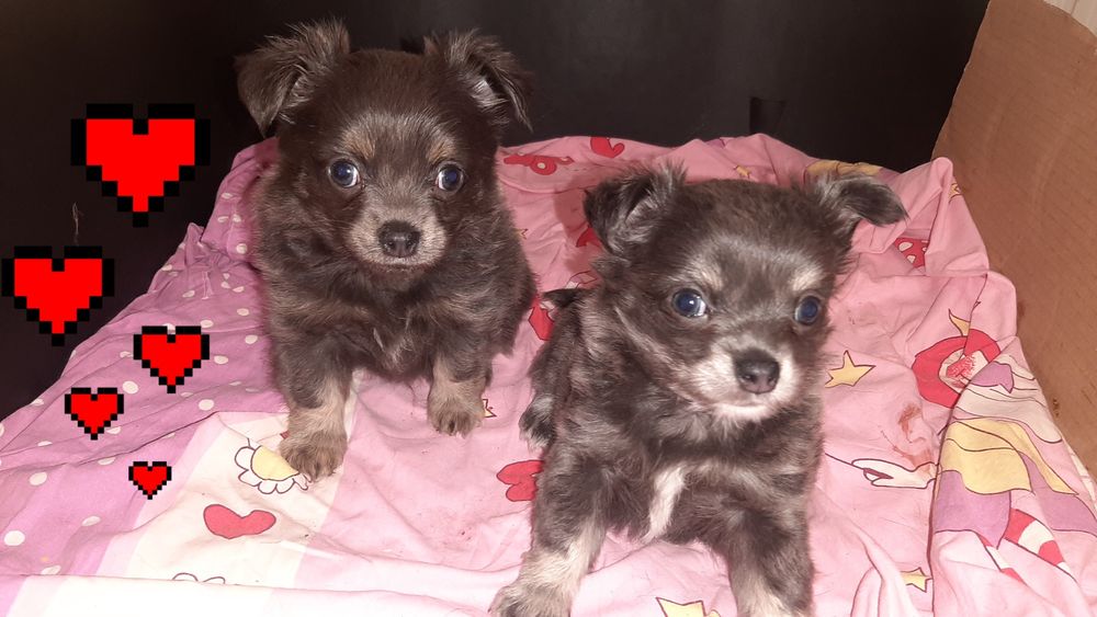 Śliczna suczka Kaja Chihuahua