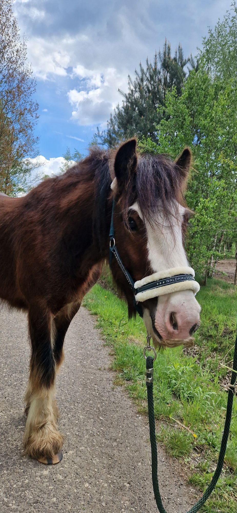 3 letni Tinker,  Gypsy cob