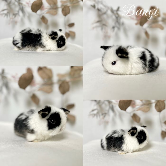 Króliczki rasy Mini Lop i Karzełek Teddy młodziutkie do rezerwacji